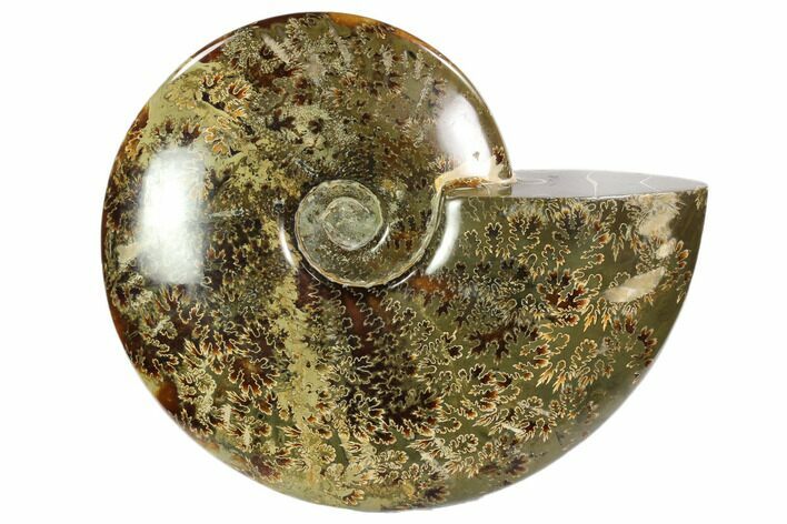 Polished, Agatized Ammonite (Cleoniceras) - Madagascar #102598